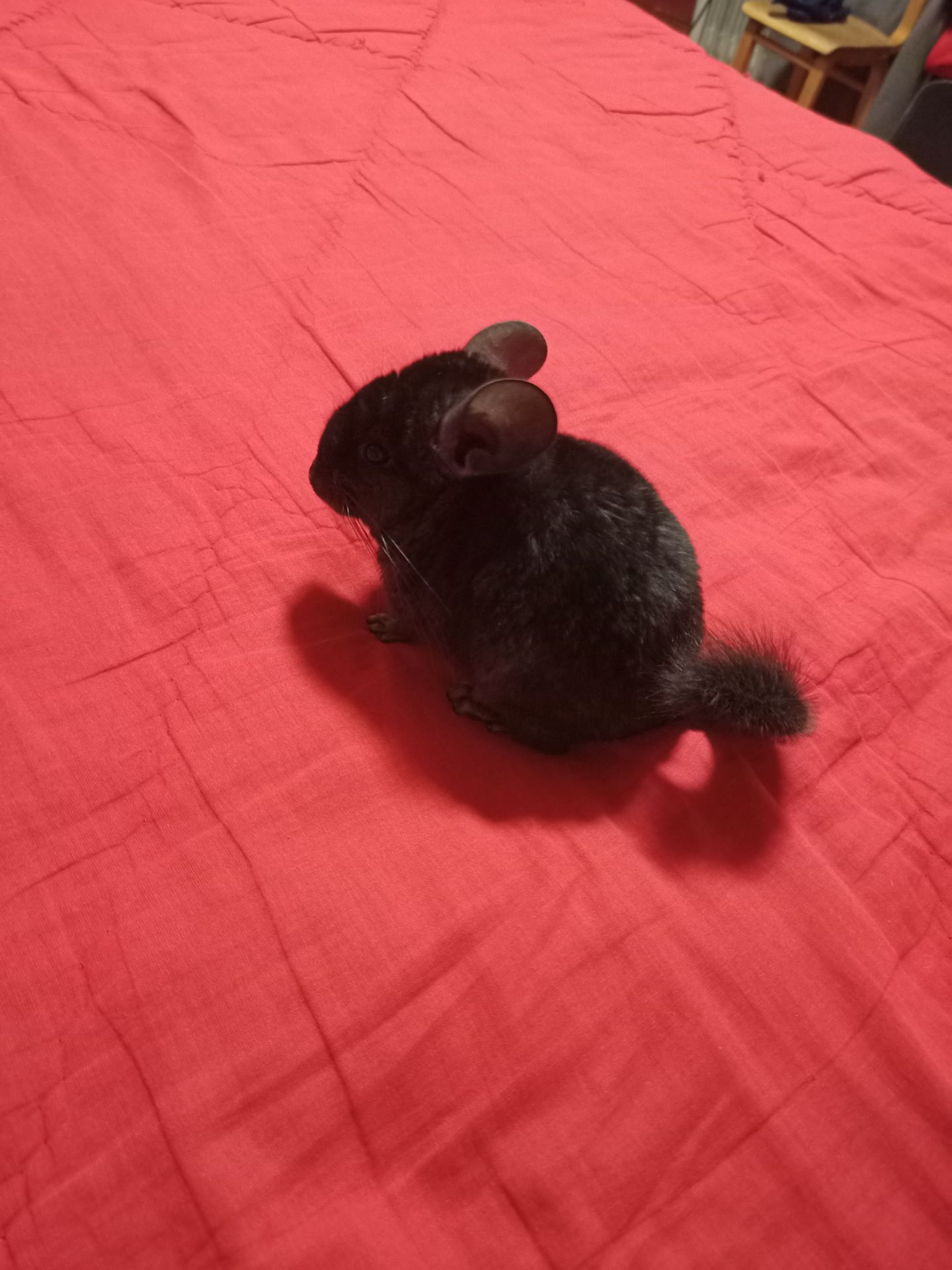 Шиншила малюки 3 місяці