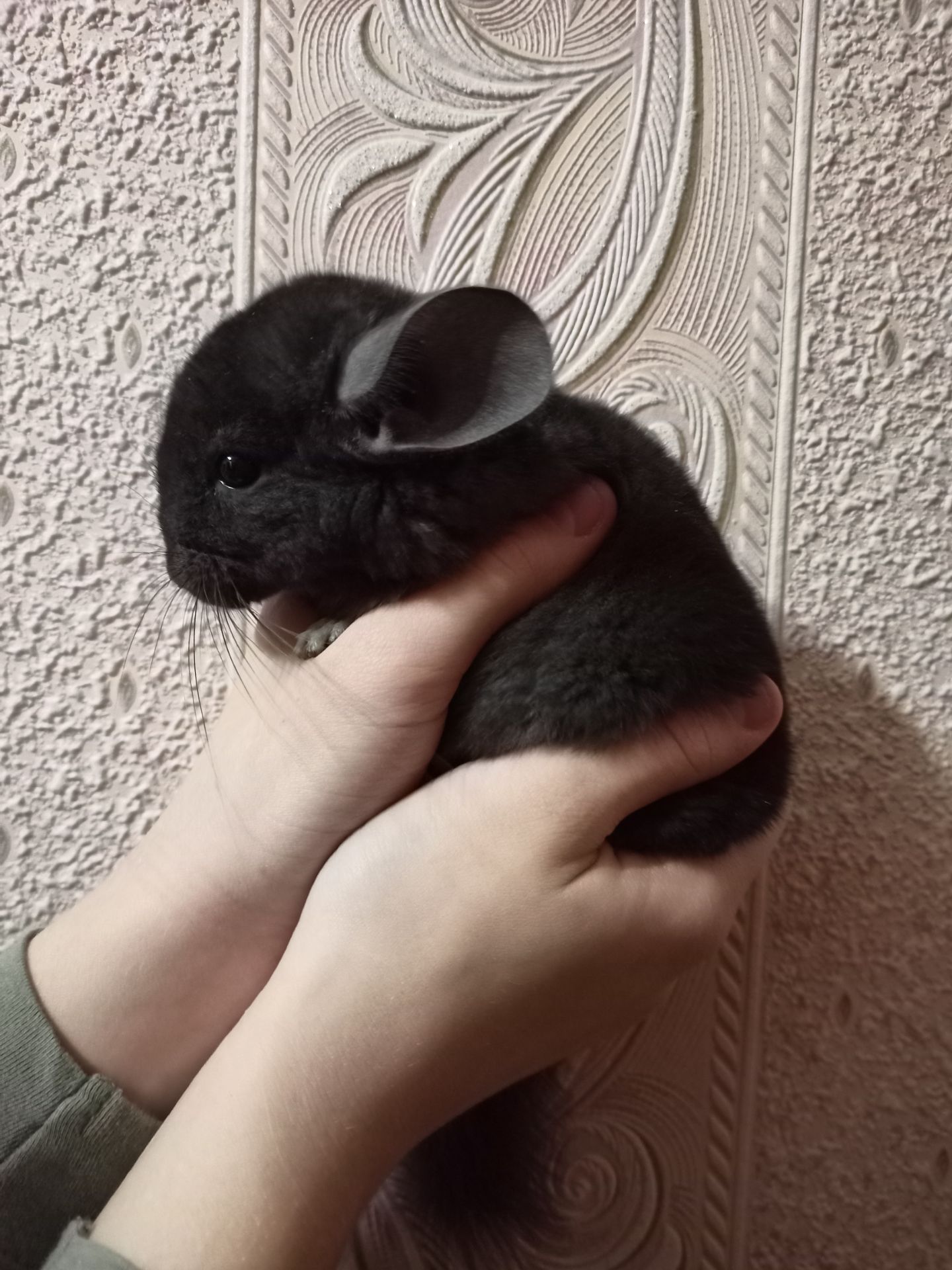 Шиншила малюки 3 місяці