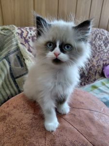 Кошенят породи регдол