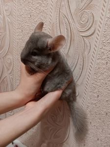 Шиншила малюки 3 місяці