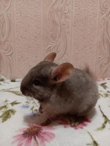 Шиншила малюки 3 місяці