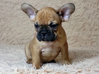 Французский бульдог мальчик