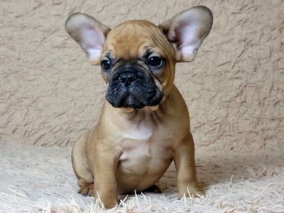 Французский бульдог мальчик