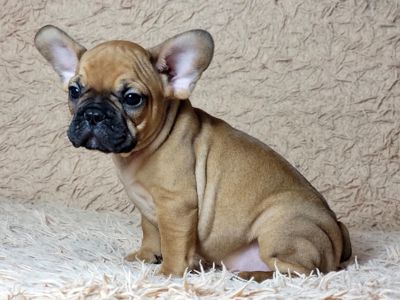 Французский бульдог мальчик