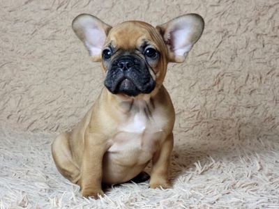 Французский бульдог мальчик