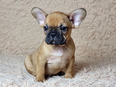 Французский бульдог мальчик