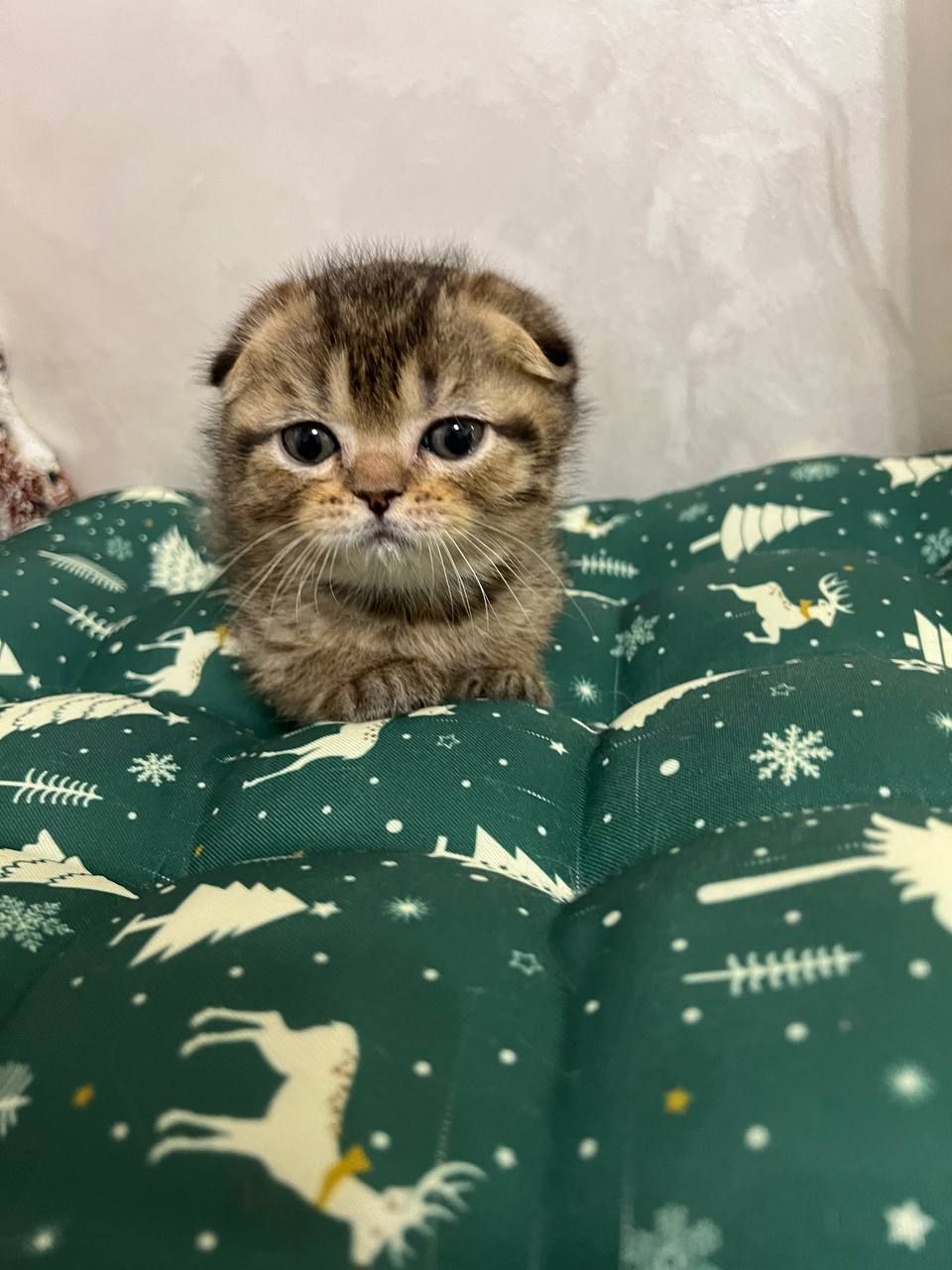 Кошенята шотландці