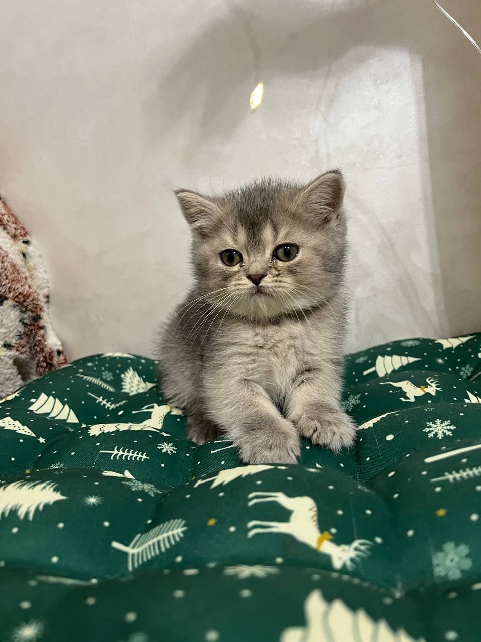 Кошенята шотландці