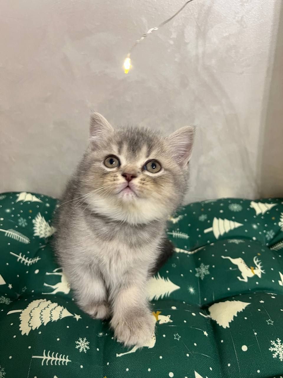 Кошенята шотландці