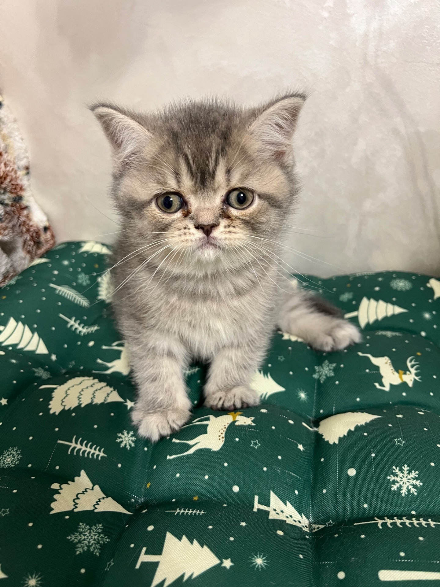 Кошенята шотландці