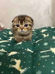 Кошенята шотландці