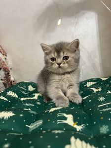 Кошенята шотландці