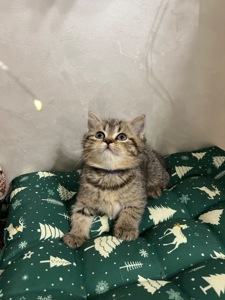 Кошенята шотландці