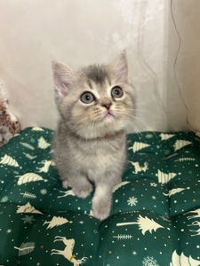 Кошенята шотландці