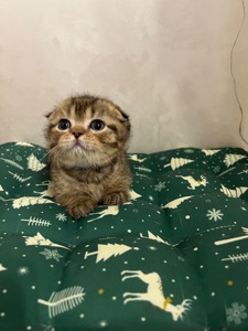 Кошенята шотландці