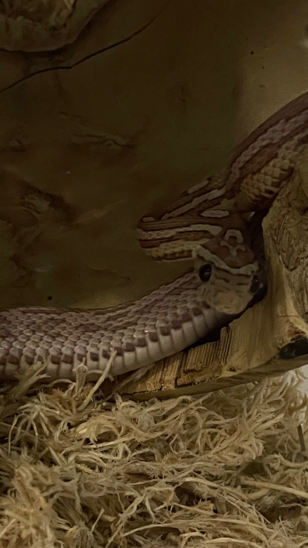 Продам змійку, дівчинка