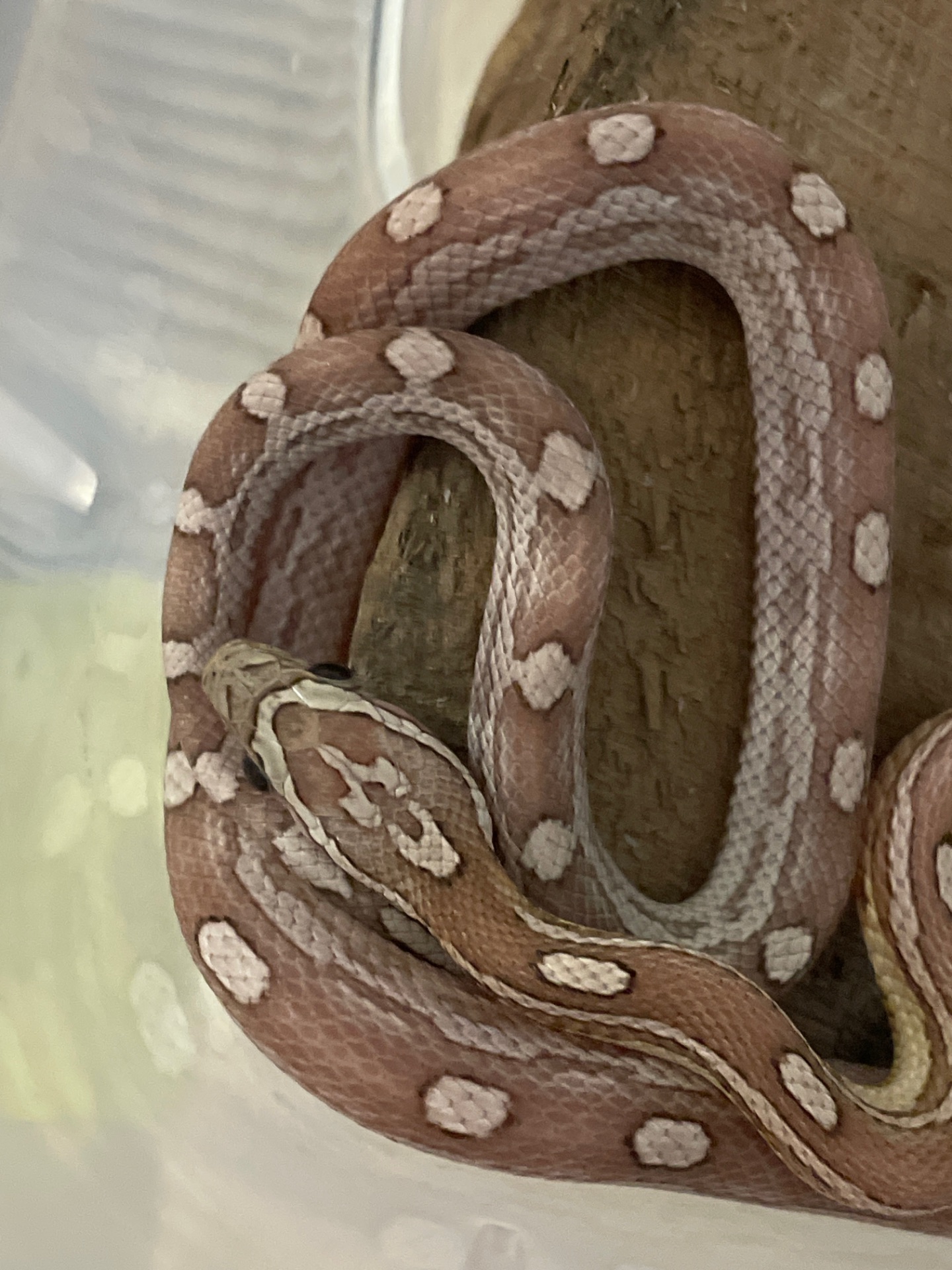 Продам змійку, дівчинка