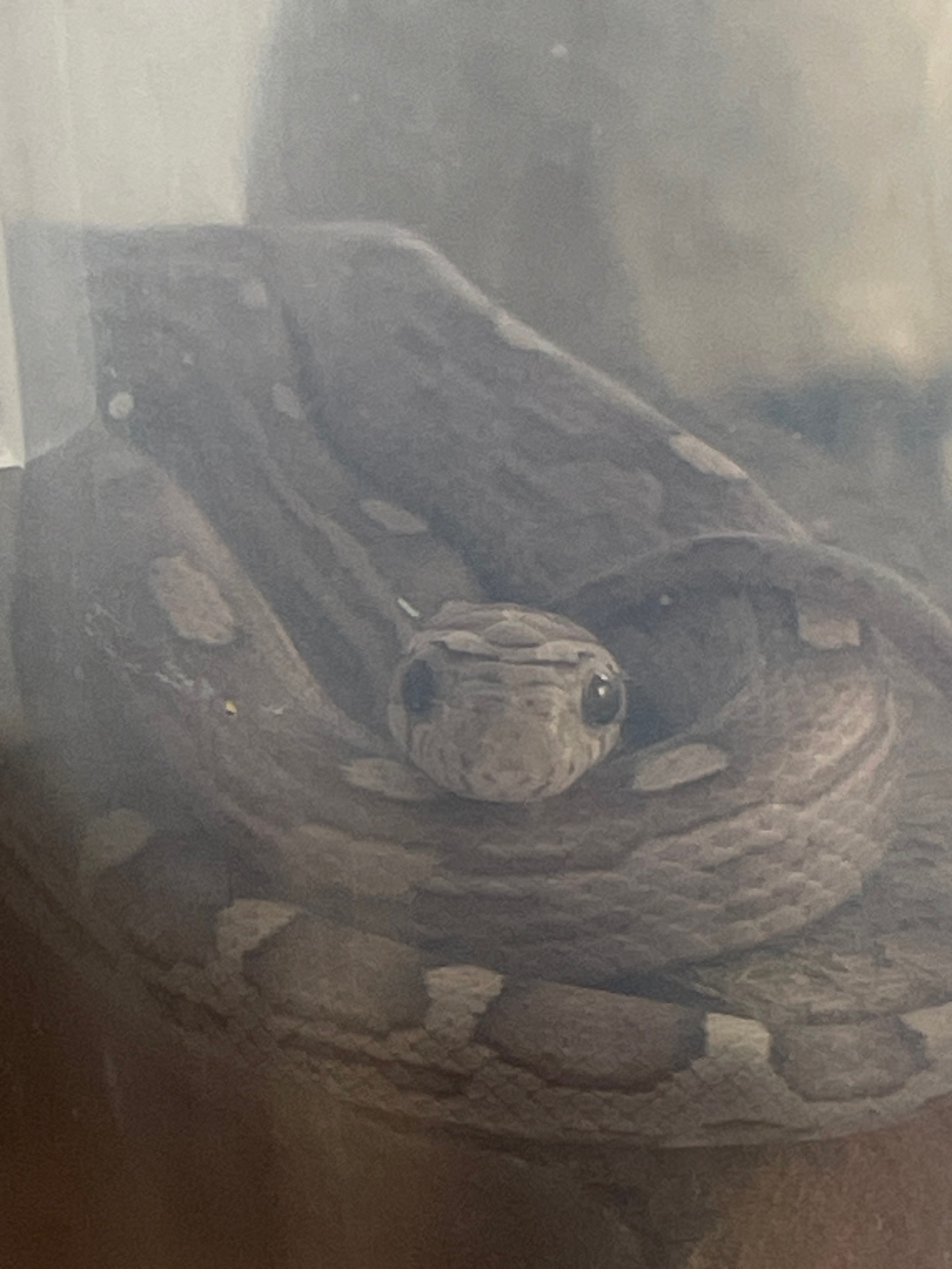 Продам змійку, дівчинка