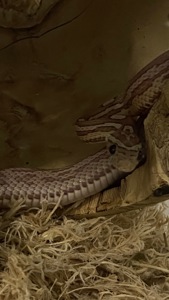 Продам змійку, дівчинка