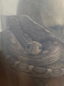 Продам змійку, дівчинка