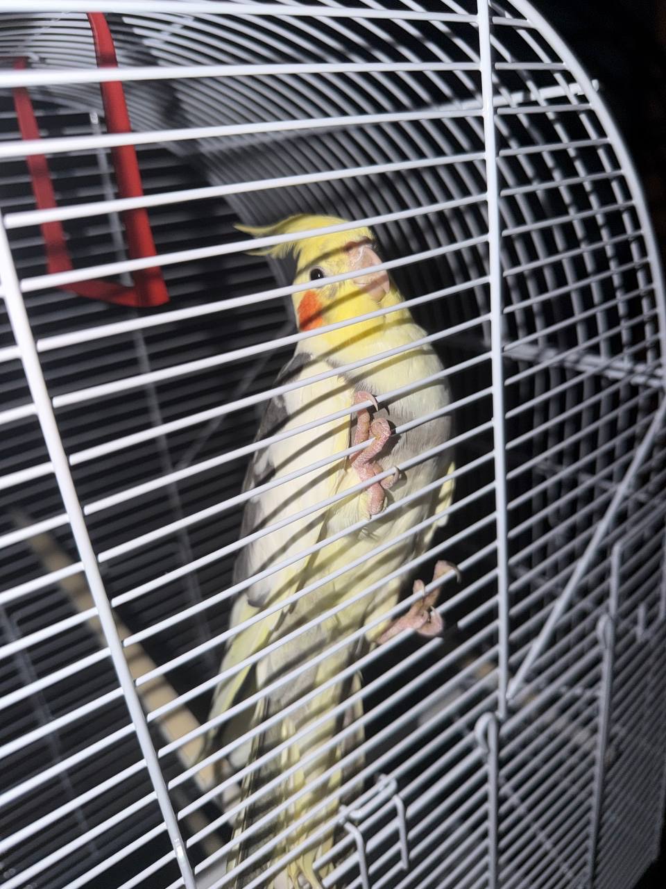 Корелла выкормыш корела вигодованець