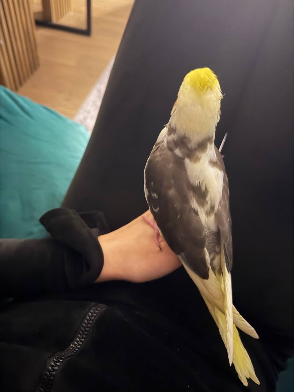 Корелла выкормыш корела вигодованець