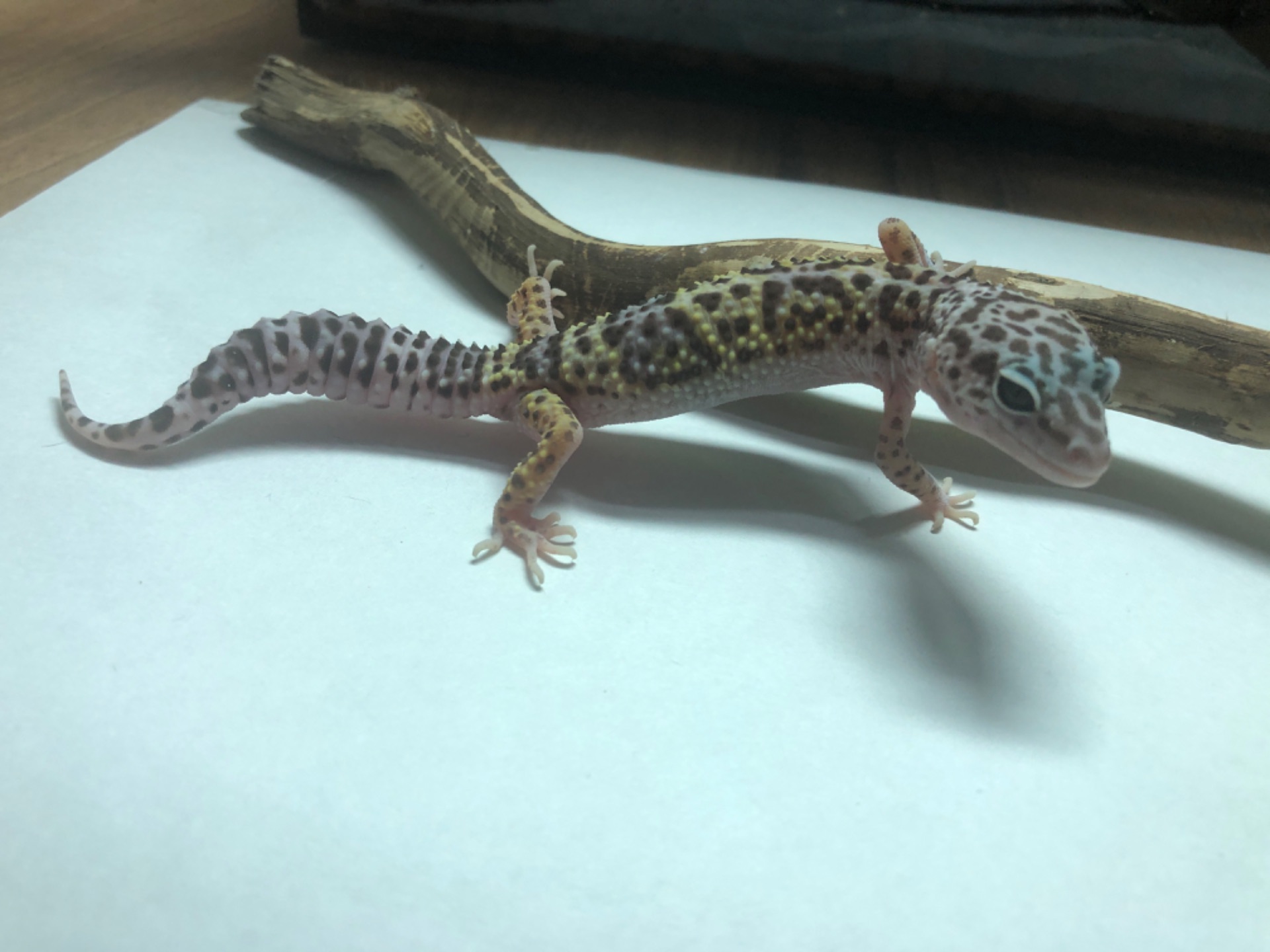 Леопардовий гекон