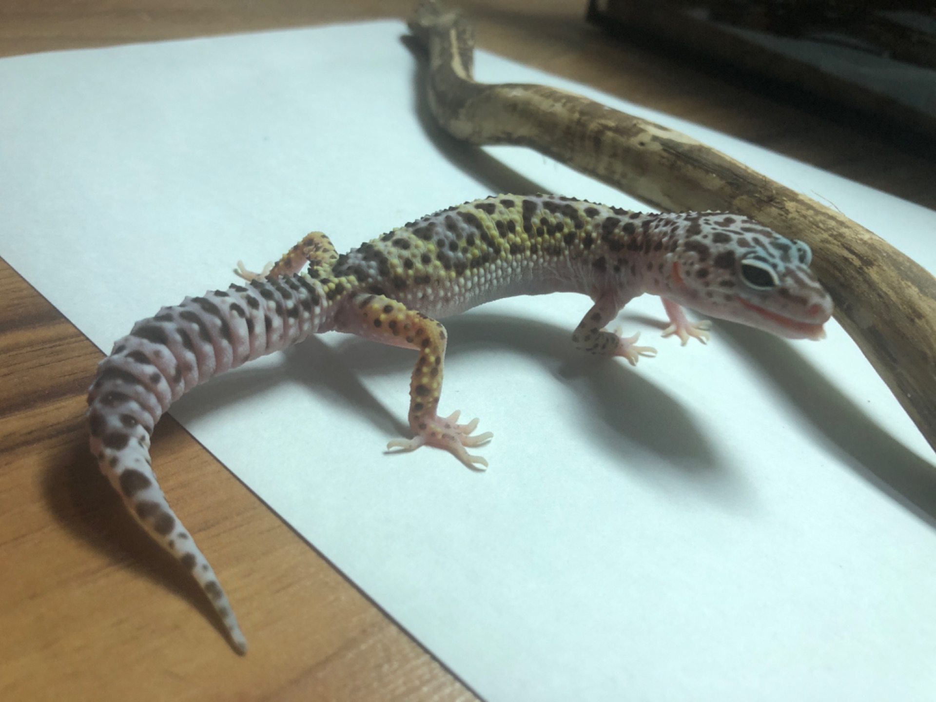 Леопардовий гекон