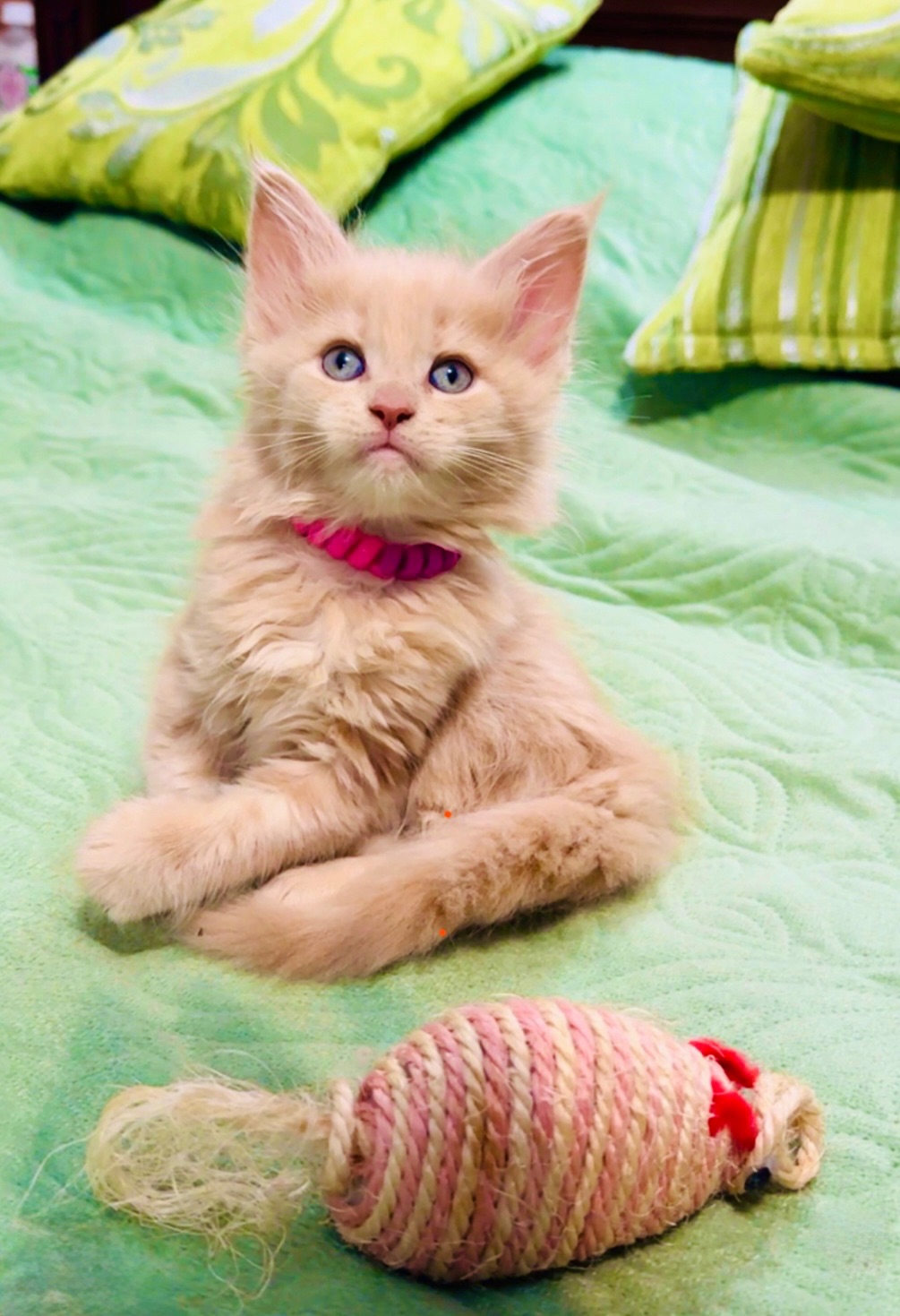 Кошенята мейн-кун найкращий подарунок до новорічних свят