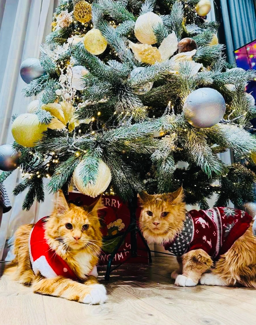 Кошенята мейн-кун найкращий подарунок до новорічних свят