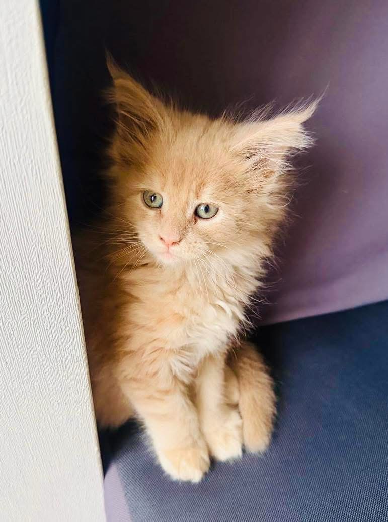 Кошенята мейн-кун найкращий подарунок до новорічних свят