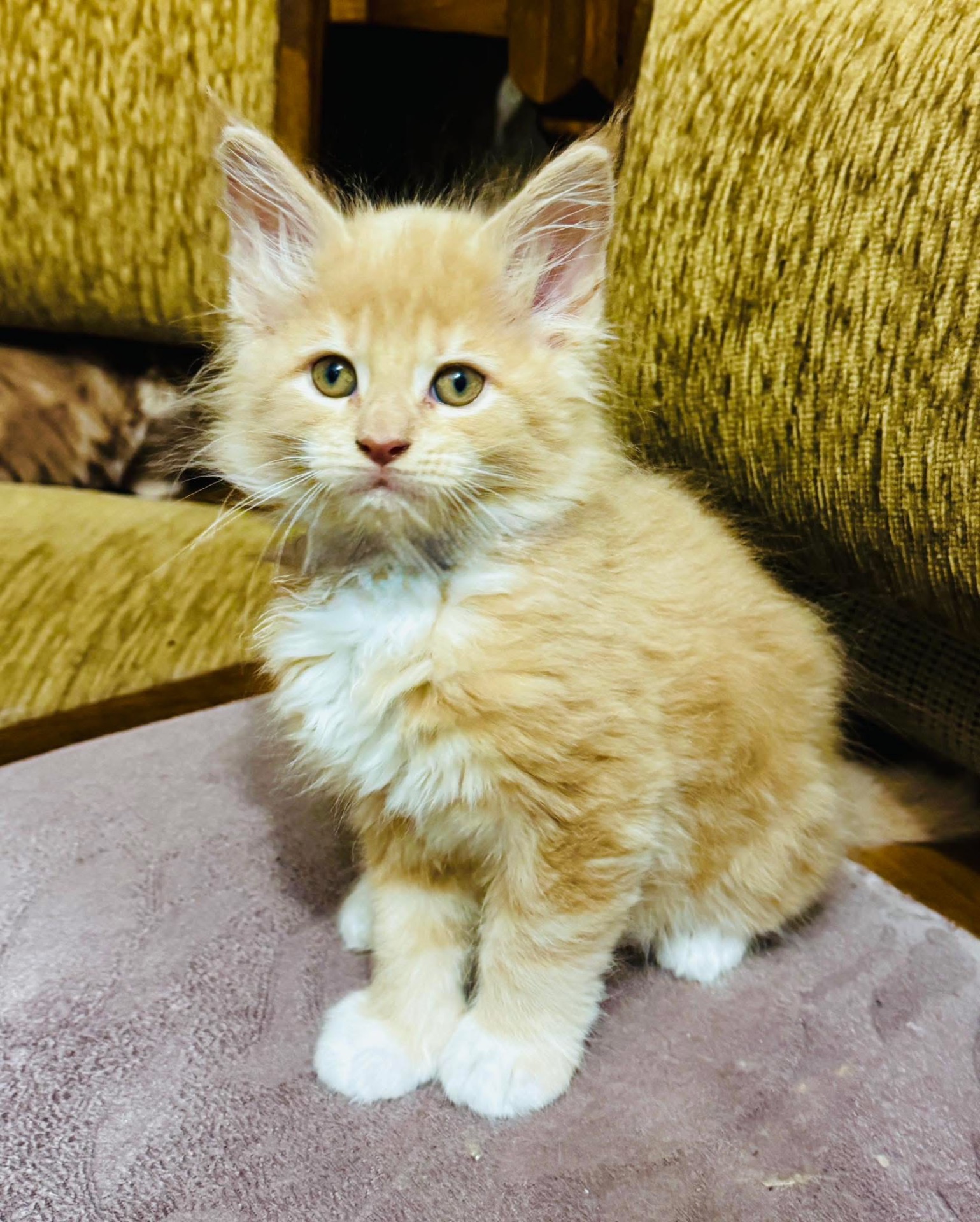 Кошенята мейн-кун найкращий подарунок до новорічних свят