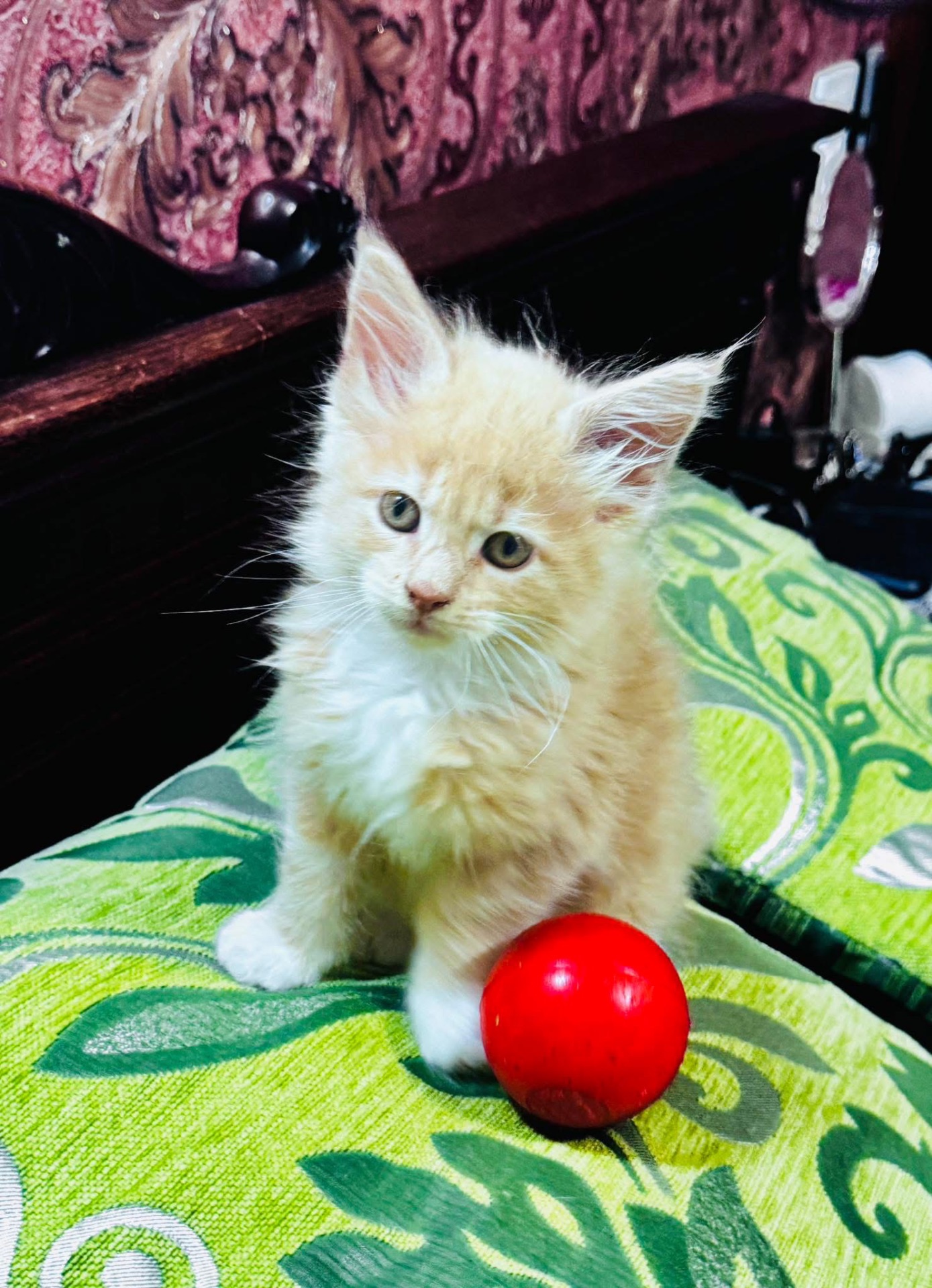 Кошенята мейн-кун найкращий подарунок до новорічних свят