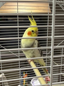 Корелла выкормыш корела вигодованець