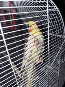 Корелла выкормыш корела вигодованець