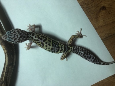 Леопардовий гекон