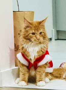 Кошенята мейн-кун найкращий подарунок до новорічних свят