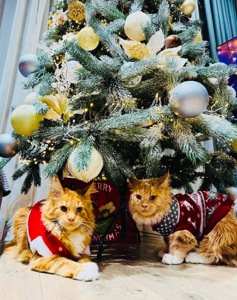 Кошенята мейн-кун найкращий подарунок до новорічних свят