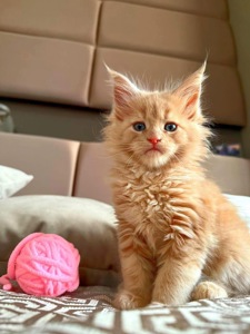 Кошенята мейн-кун найкращий подарунок до новорічних свят