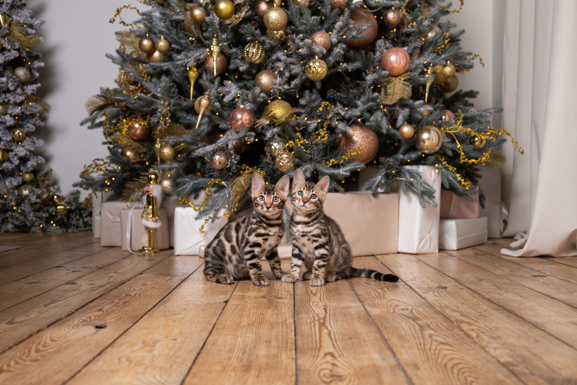 Кошенята шоу-клас чистокровні, лагідні, здорові