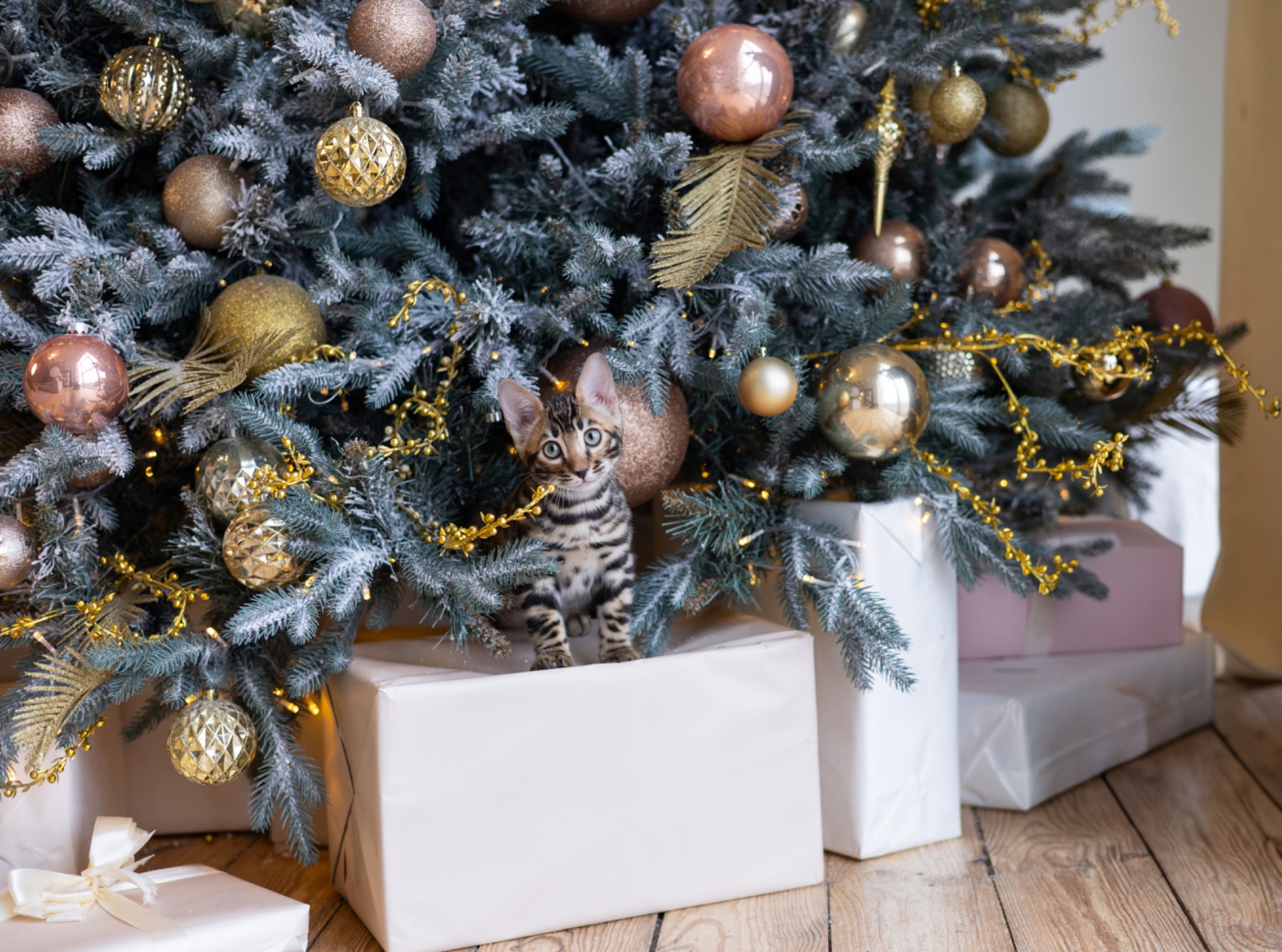 Кошенята шоу-клас чистокровні, лагідні, здорові