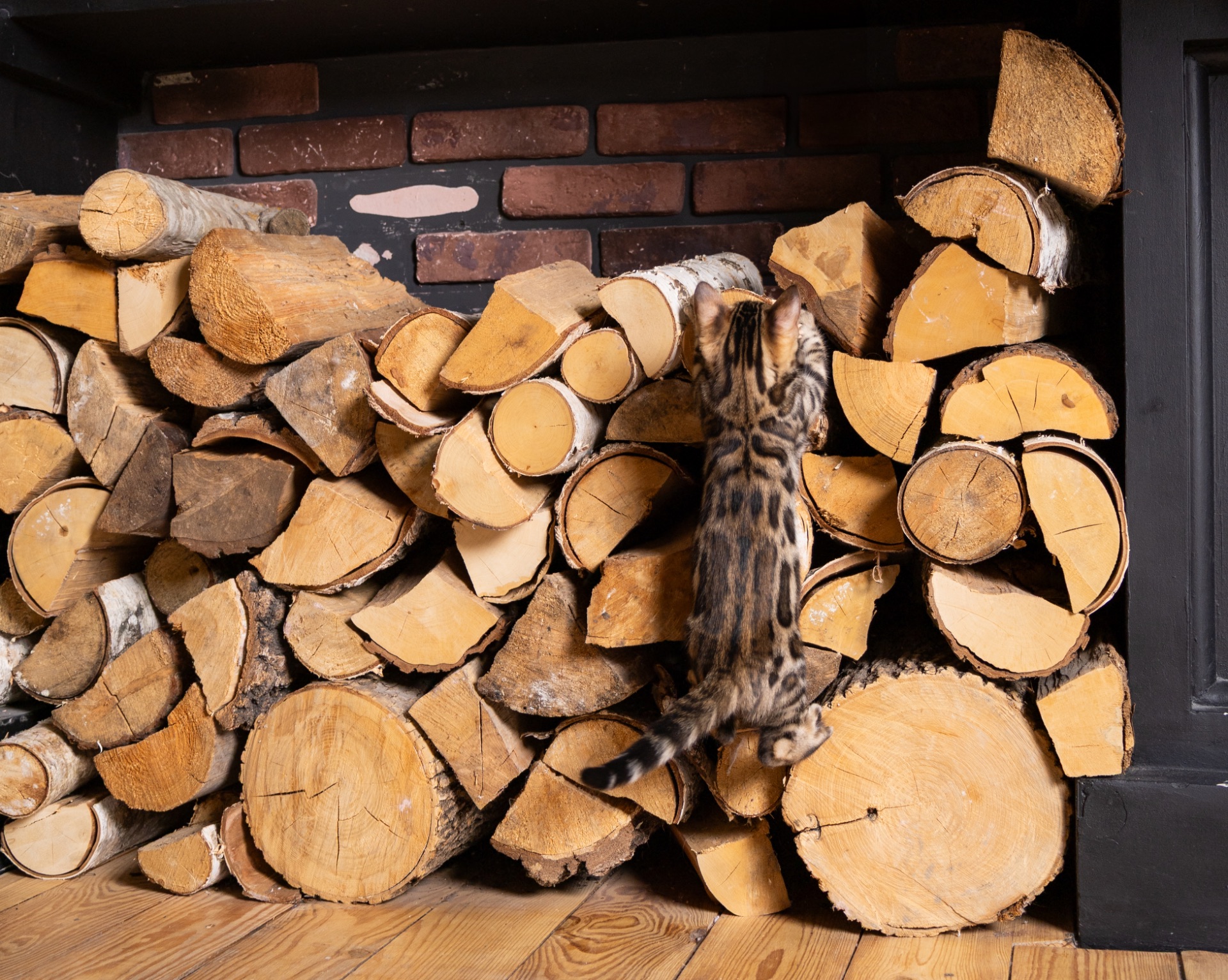 Кошенята шоу-клас чистокровні, лагідні, здорові