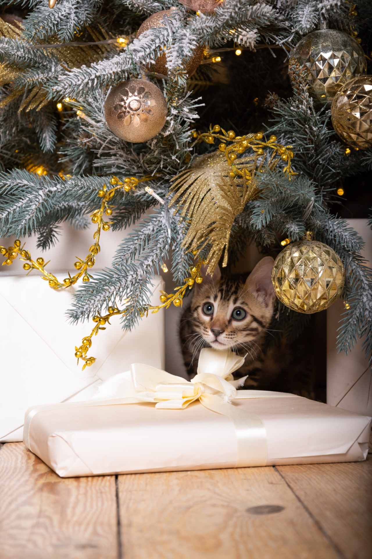 Кошенята шоу-клас чистокровні, лагідні, здорові