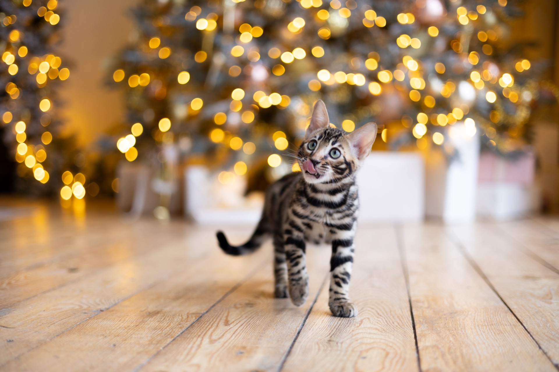 Кошенята шоу-клас чистокровні, лагідні, здорові