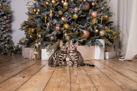 Кошенята шоу-клас чистокровні, лагідні, здорові