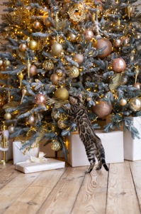 Кошенята шоу-клас чистокровні, лагідні, здорові