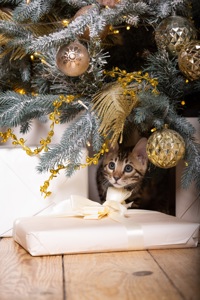 Кошенята шоу-клас чистокровні, лагідні, здорові