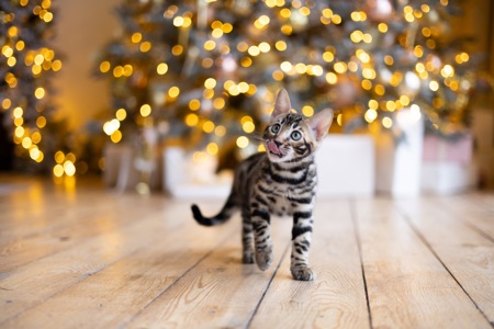 Кошенята шоу-клас чистокровні, лагідні, здорові