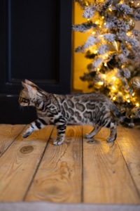 Кошенята шоу-клас чистокровні, лагідні, здорові