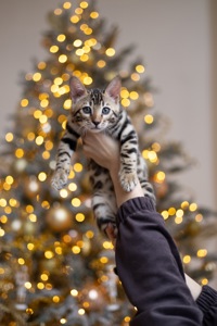 Кошенята шоу-клас чистокровні, лагідні, здорові